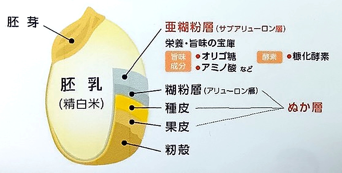 玄米の栄養構造を表した図